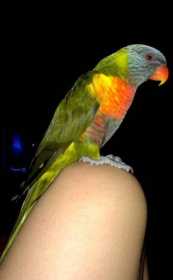 Lost Lory / Lorikeet