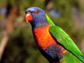 Lost Lory / Lorikeet