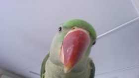 Lost Alexandrine