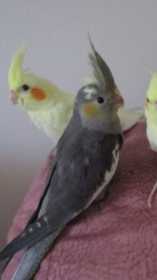 Lost Cockatiel