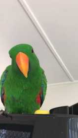 Lost Eclectus