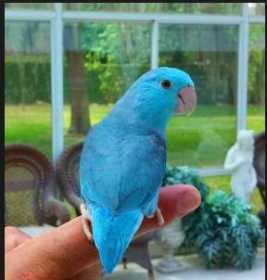 Lost Parrotlet