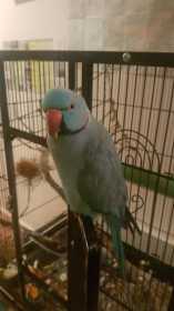 Lost Indian Ringneck Parakeet