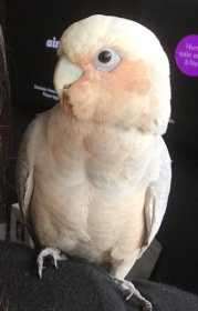 Lost Corella Cockatoo