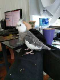 Lost Cockatiel