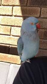 Lost Indian Ringneck Parakeet