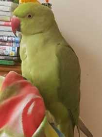 Lost Indian Ringneck Parakeet