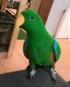 Lost Eclectus