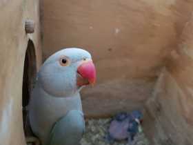 Lost Indian Ringneck Parakeet