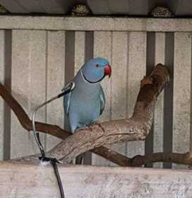 Lost Indian Ringneck Parakeet