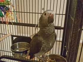 Lost African Grey