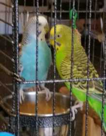 Lost Budgerigar