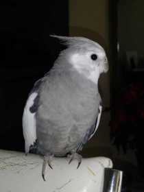 Lost Cockatiel