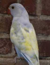 Lost Indian Ringneck Parakeet