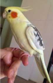 Lost Cockatiel