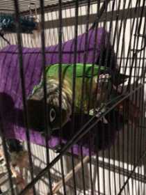 Lost Conure