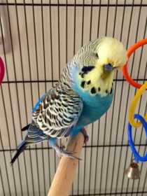 Lost Budgerigar