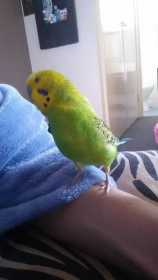 Lost Budgerigar