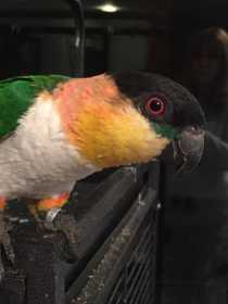 Lost Caique