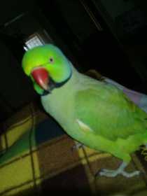 Lost Rose Ringed Parakeet