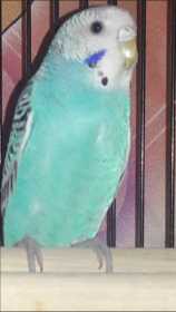 Lost Parakeet