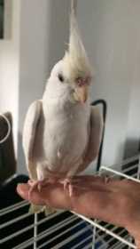 Lost Cockatiel