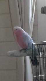 Lost Galah Cockatoo