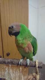 Lost Mustached / Moustached Parakeet