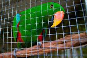 Lost Eclectus