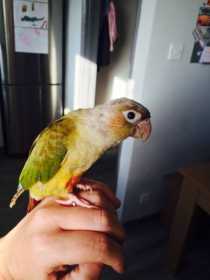 Lost Conure