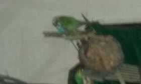 Lost Conure