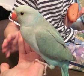 Lost Indian Ringneck Parakeet