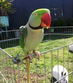 Lost Alexandrine