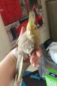 Lost Cockatiel