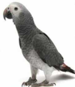 Lost African Grey