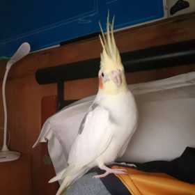 Lost Cockatiel