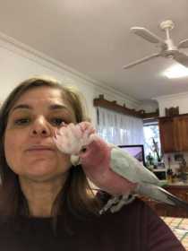 Lost Galah Cockatoo