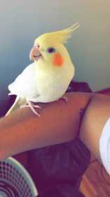 Lost Cockatiel