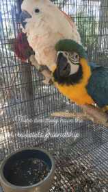 Lost Macaw