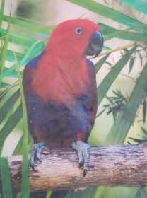 Lost Eclectus