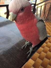 Lost Galah Cockatoo