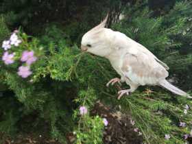 Lost Cockatiel