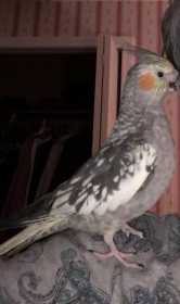 Lost Cockatiel