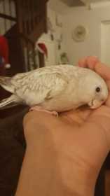 Lost Cockatiel