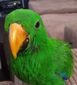 Lost Eclectus