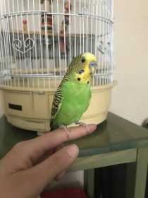 Lost Budgerigar