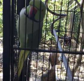 Lost Indian Ringneck Parakeet