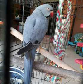 Lost Indian Ringneck Parakeet