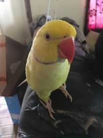 Lost Indian Ringneck Parakeet