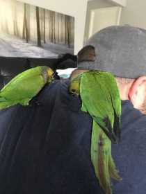 Lost Conure